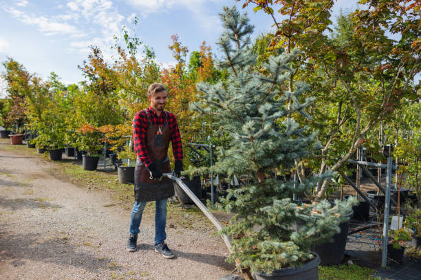 The Steps Involved in Our Tree Care Process in Apple Valley, CA